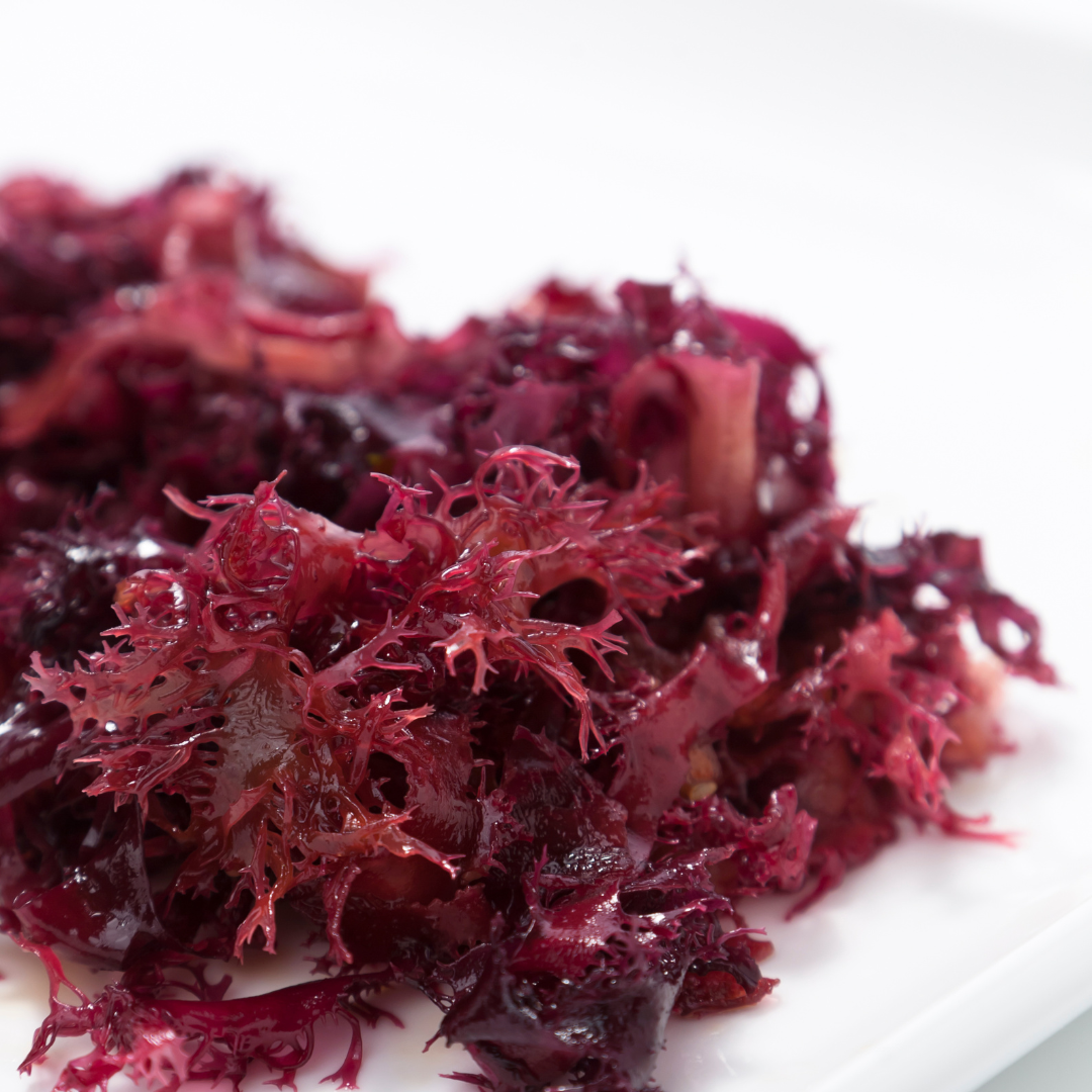 Red Algae – Another of Nature’s Miracles